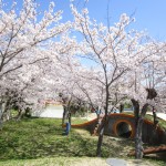 桜の花が満開です♪