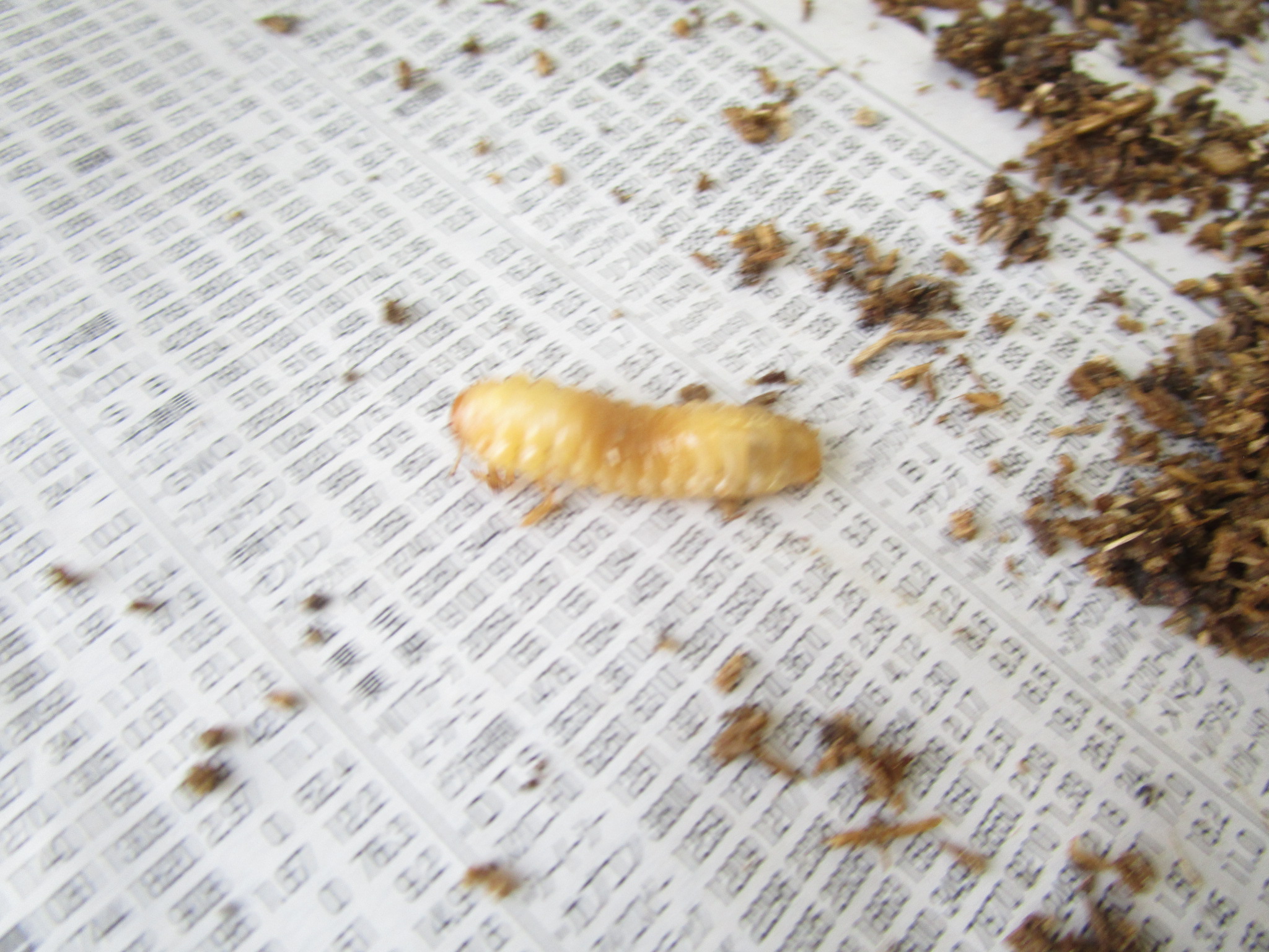 なんの虫の幼虫だろう？ | 聖カタリナ大学短期大学部附属幼稚園|愛媛県