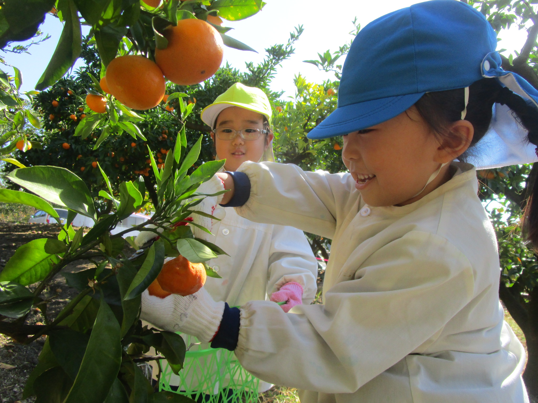 みかん狩り | 聖カタリナ大学短期大学部附属幼稚園|愛媛県松山市北条