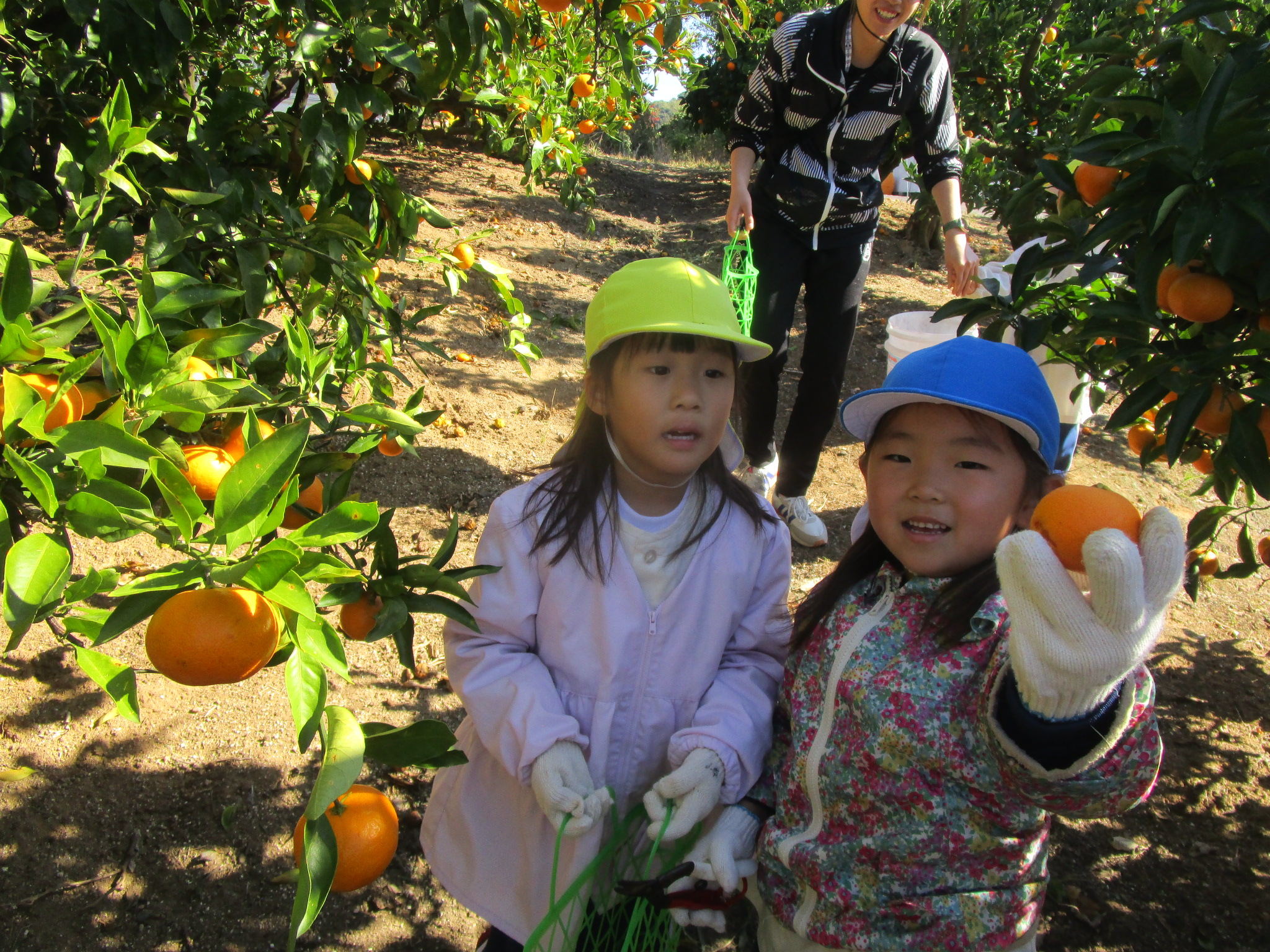みかん狩り | 聖カタリナ大学短期大学部附属幼稚園|愛媛県松山市北条