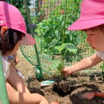 野菜を植えようプロジェクト（年少児・満3歳児・２歳児）