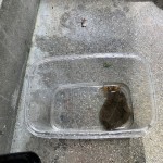 カニの飼育の始まり