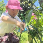 幼稚園の畑（年少児）